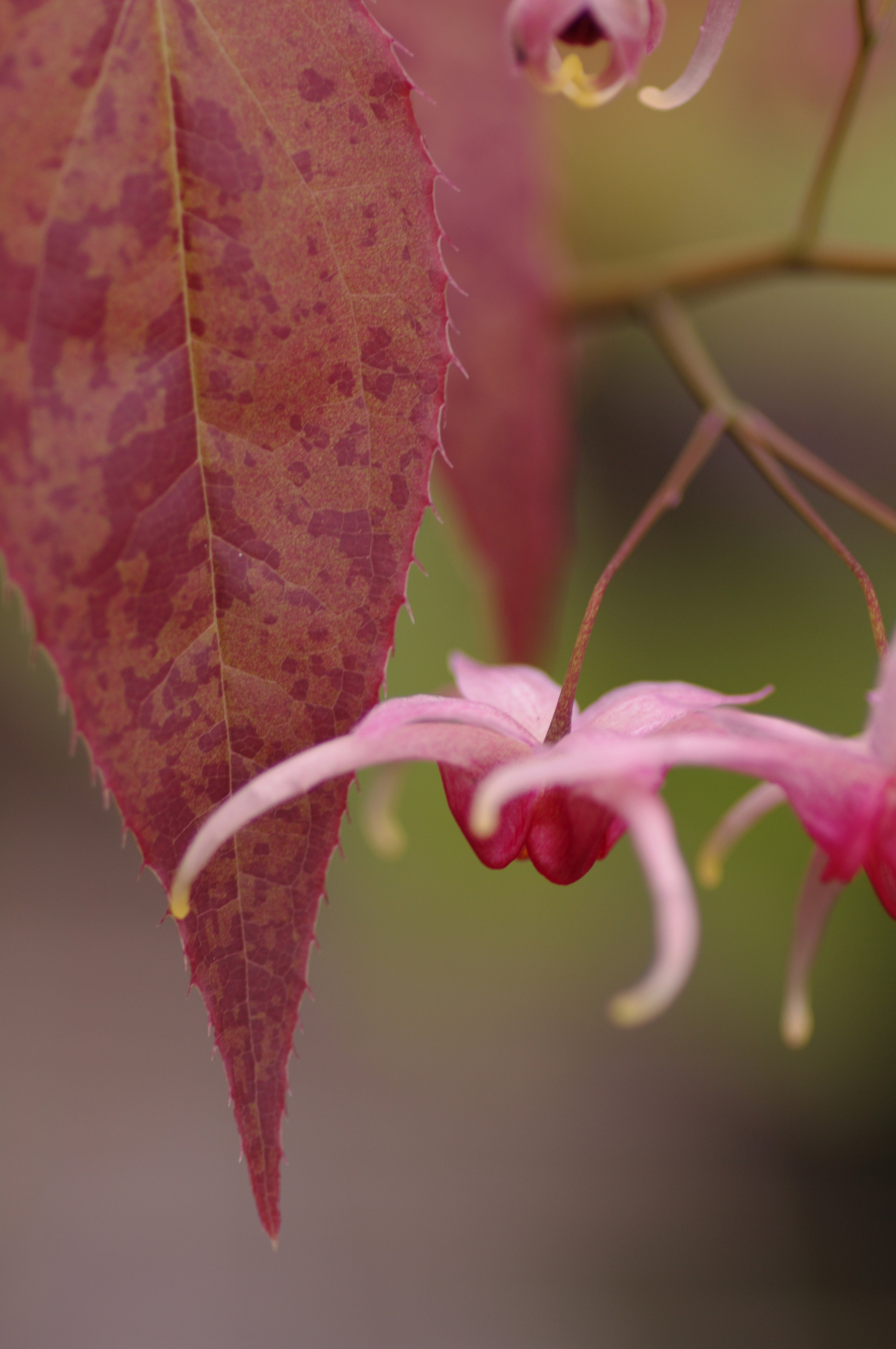 Epimedium ‘Pink Champagne’