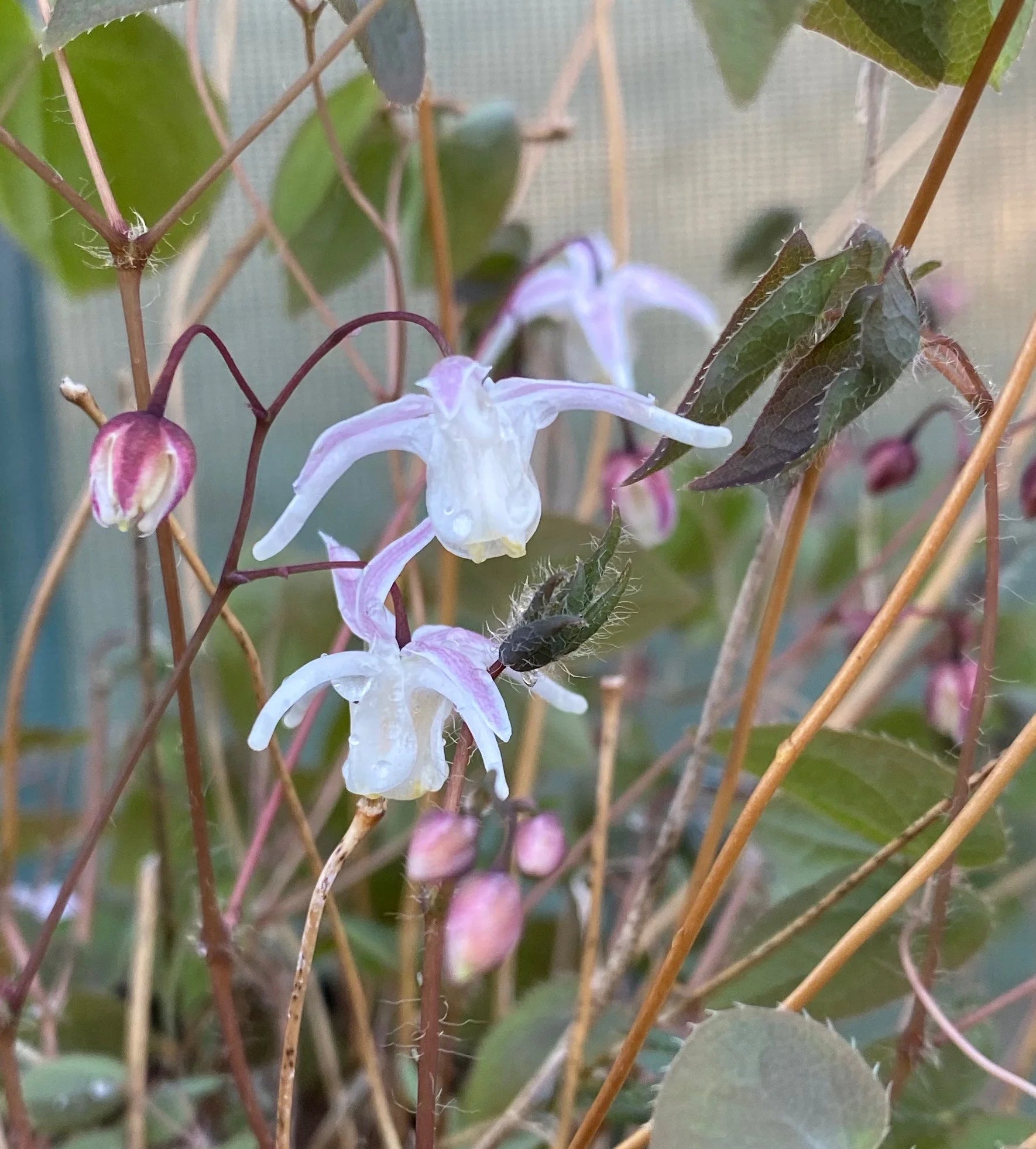 Epimedium ‘Suzuka’