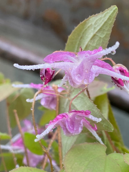 Epimedium ‘Tama-No-Genpai'’