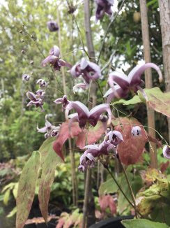 Epimedium epsteinii