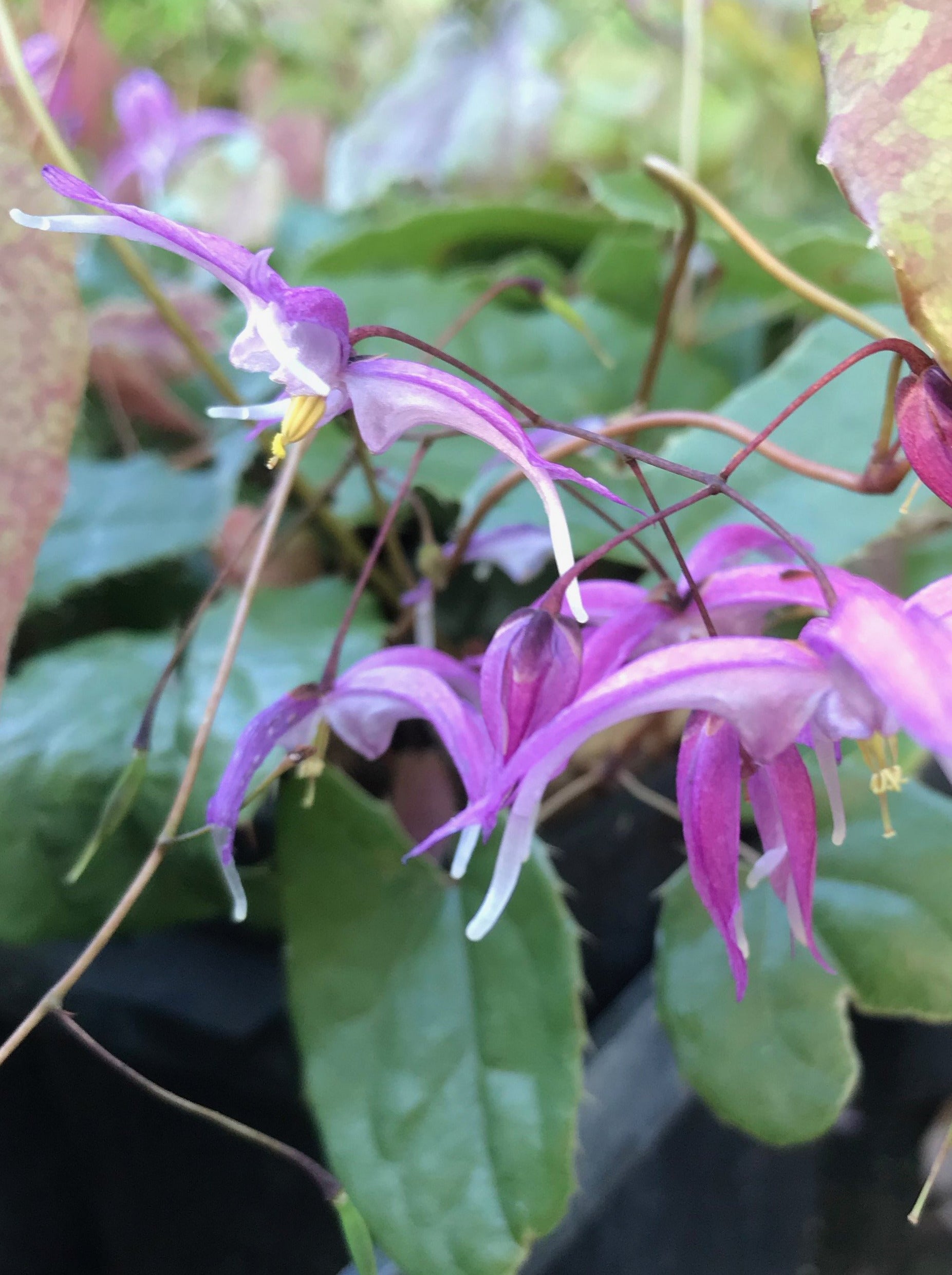 Epimedium leptorrhizum ‘Mariko’