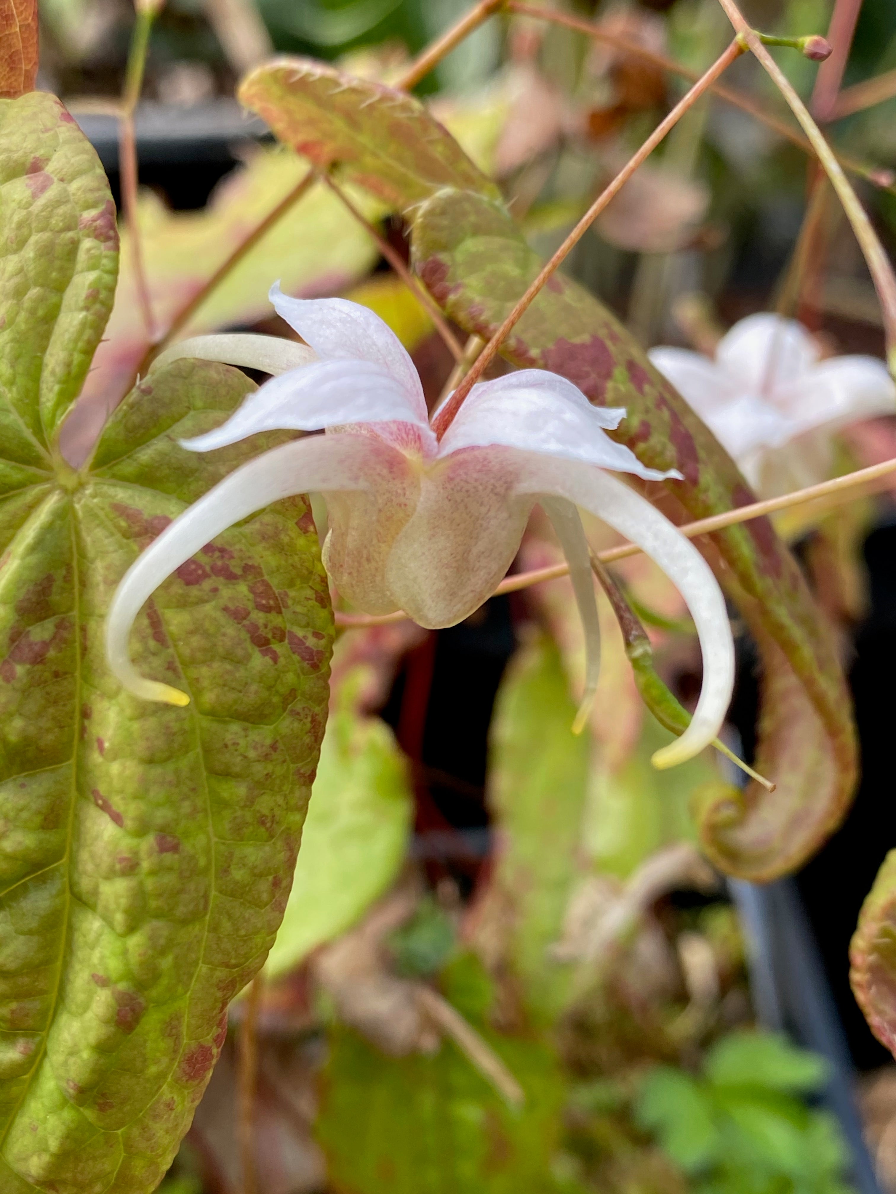 Epimedium latisepalum