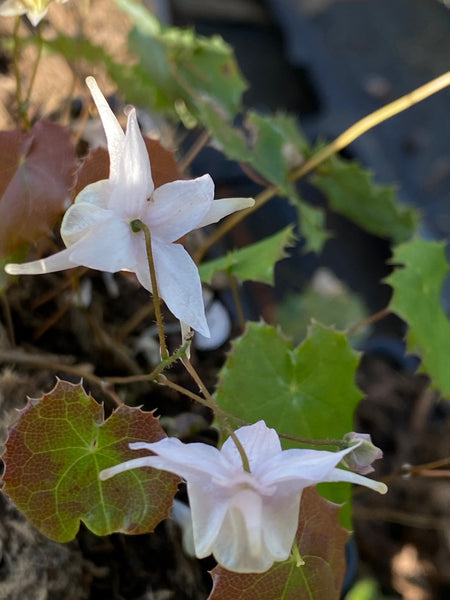 Epimedium pauciflorum