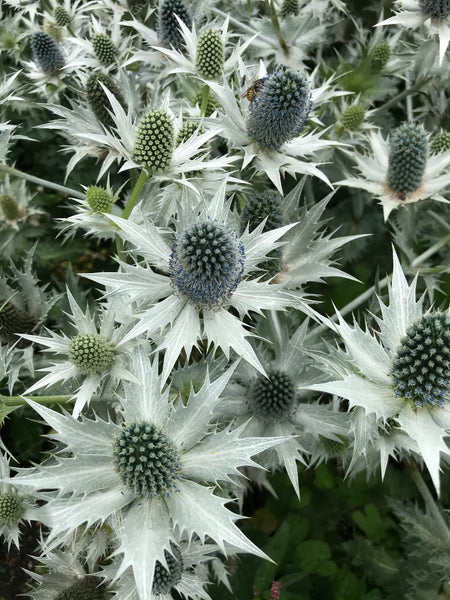 Eryngium giganteum AGM
