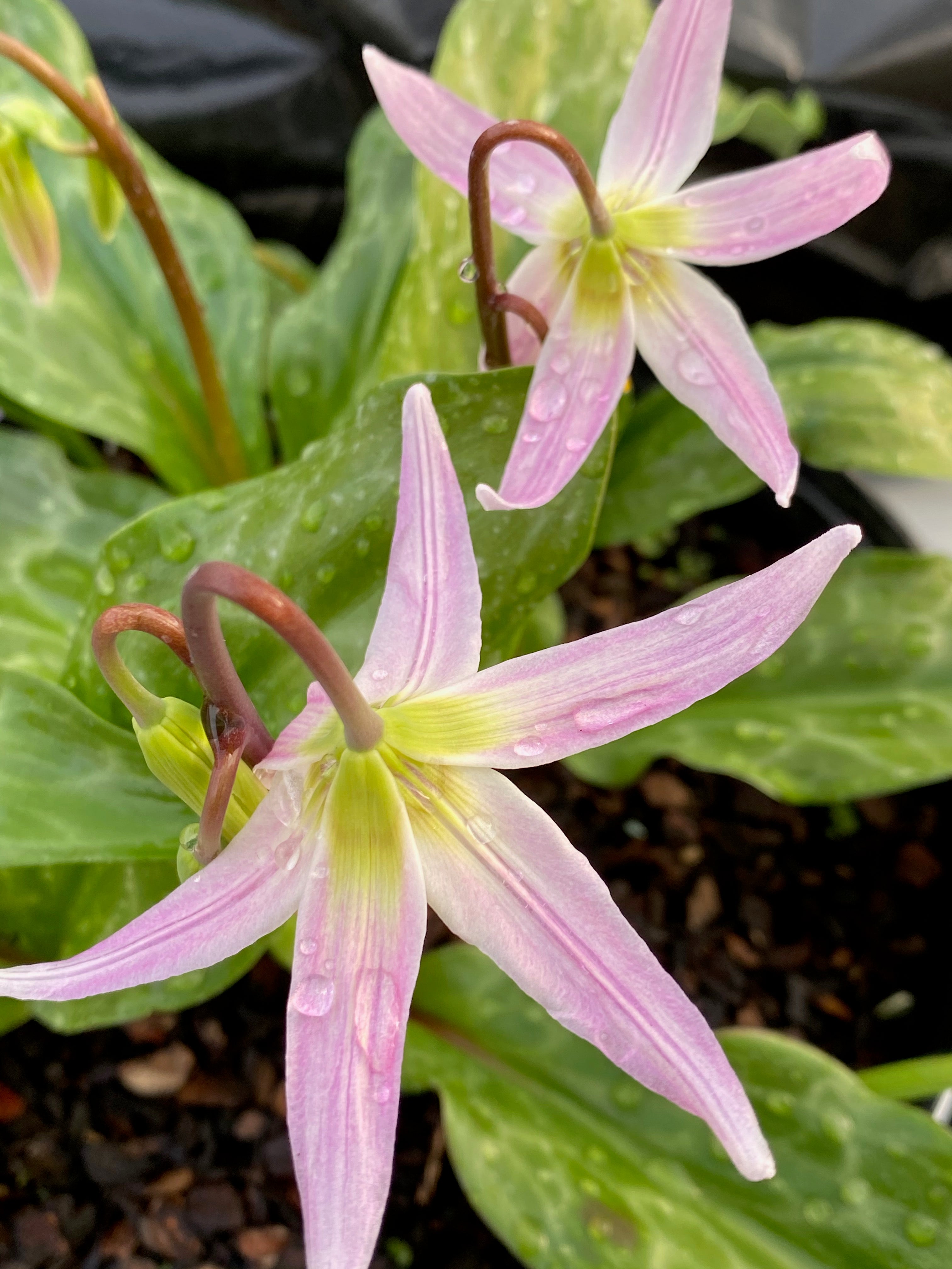 Erythronium revolutum &#39;Pink Beauty&#39;