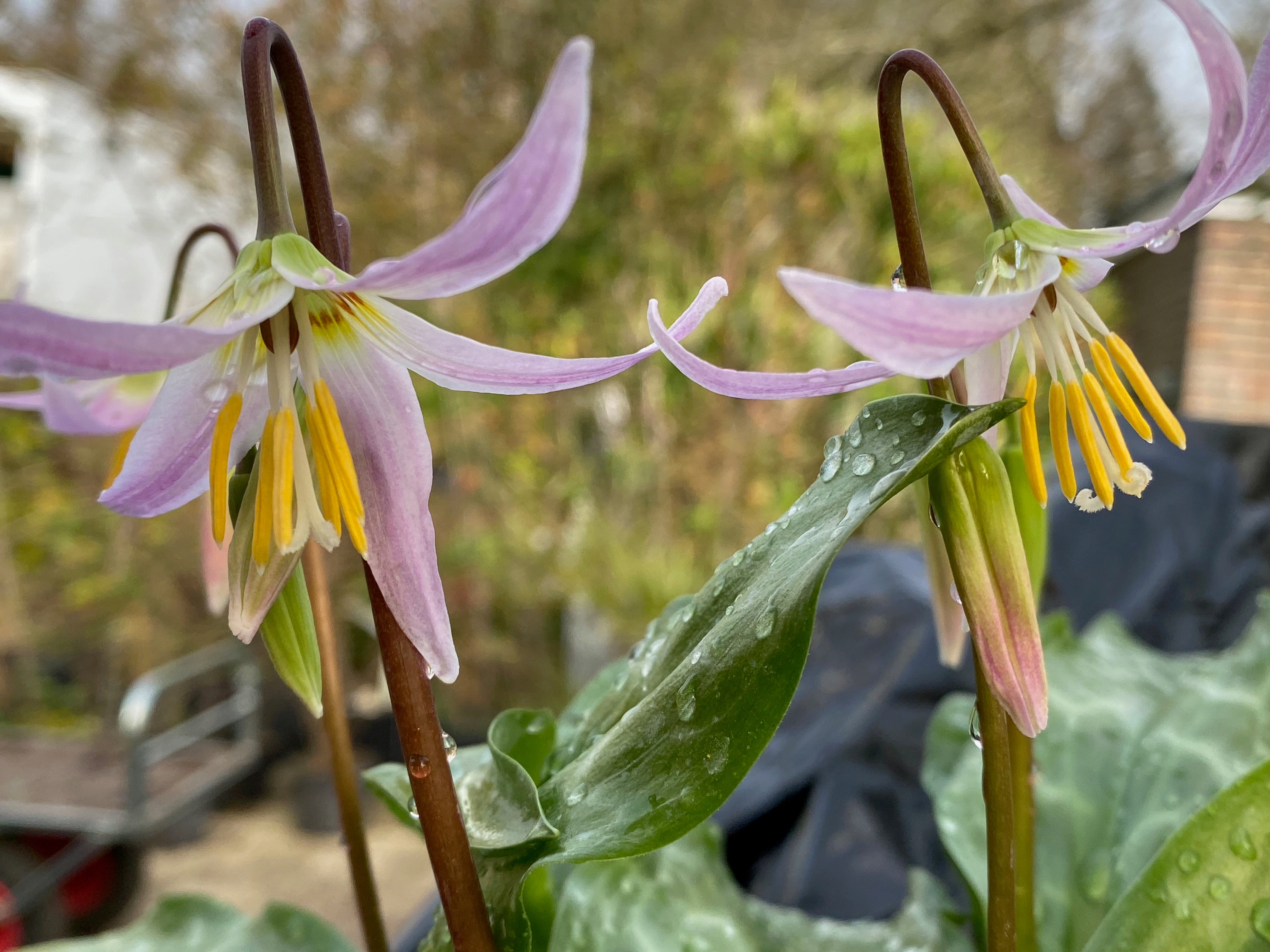 Erythronium revolutum &#39;Pink Beauty&#39;