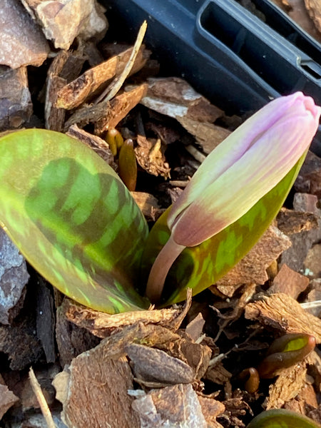 Erythronium dens-canis 'Rose Queen'