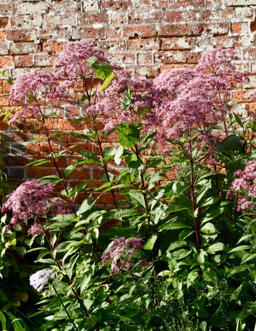 Eupatorium maculatum ‘Riesenschirm’ AGM