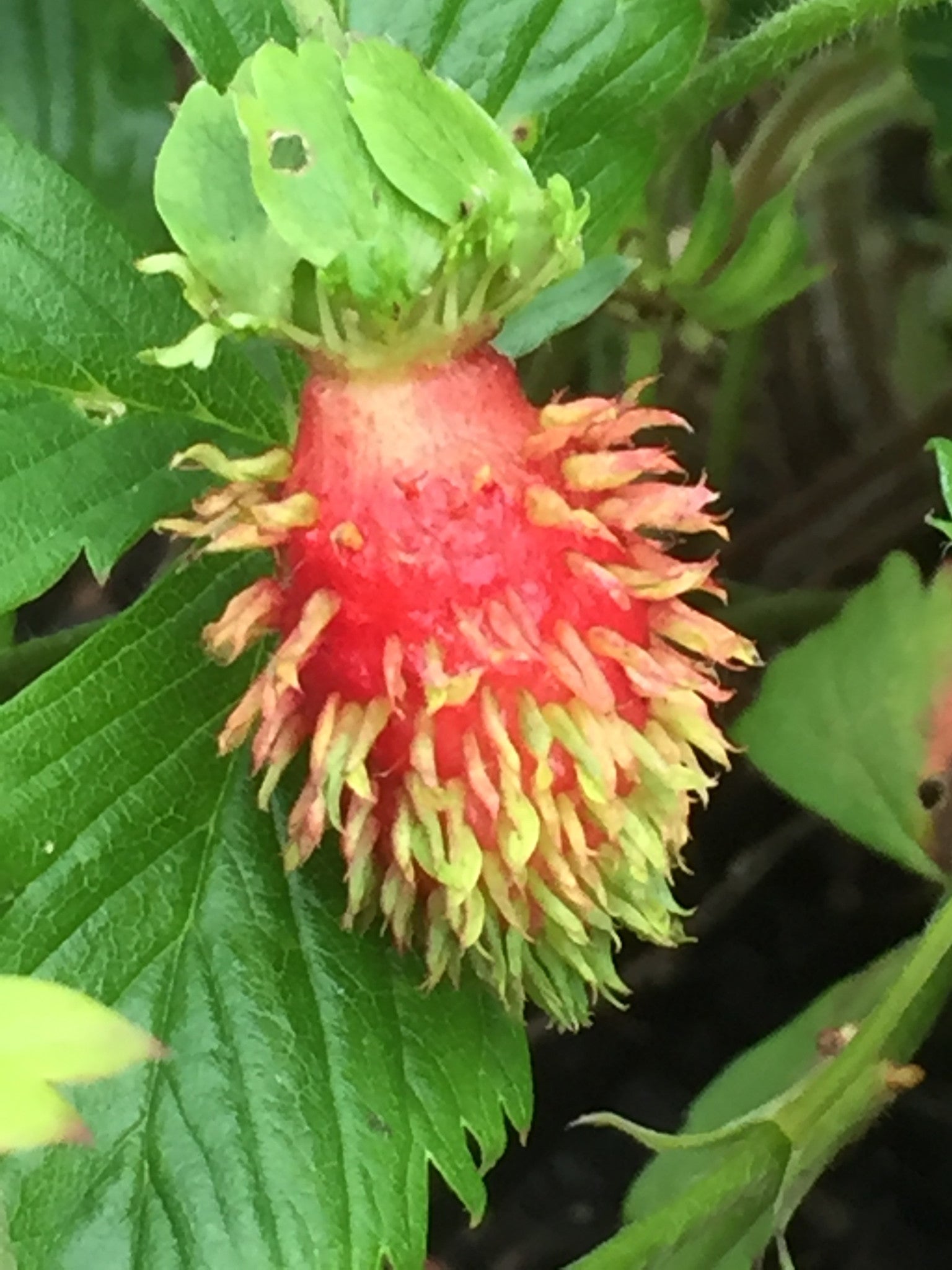 Fragaria vesca ‘Muricata’