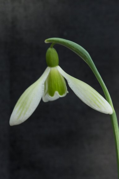 Galanthus nivalis ‘Aldo Nefat’