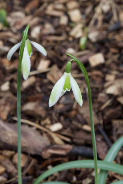 Galanthus ‘Green Day’