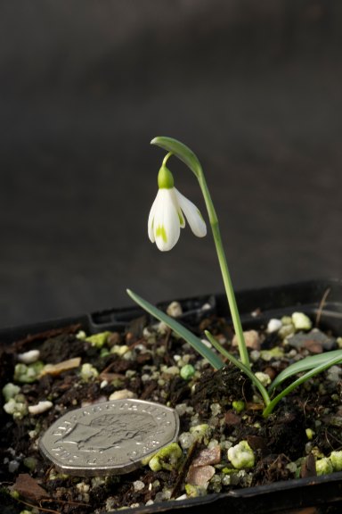 Galanthus nivalis ‘Minnehaha’