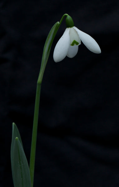 Galanthus ‘Mrs Macnamara’