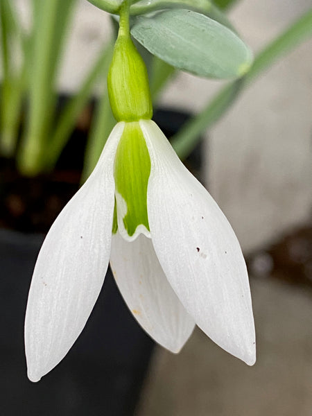 Galanthus ‘Acton Pigot No.3’