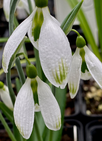 Galanthus ‘Amy Doncaster’