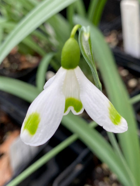 Galanthus ‘Aunt Agnes’