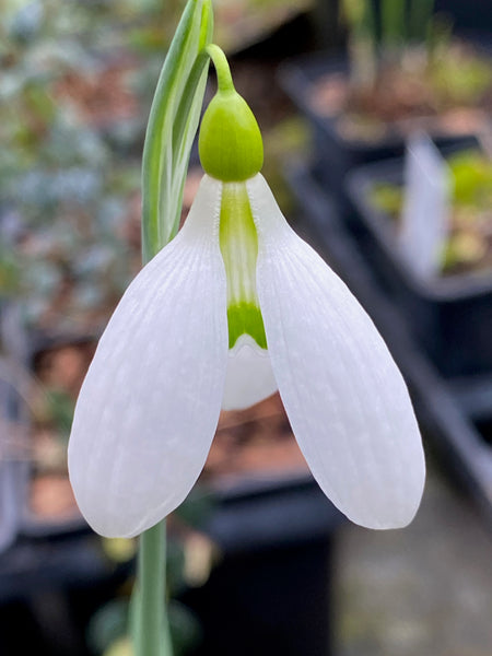 Galanthus ‘Bagpuize Alexander’