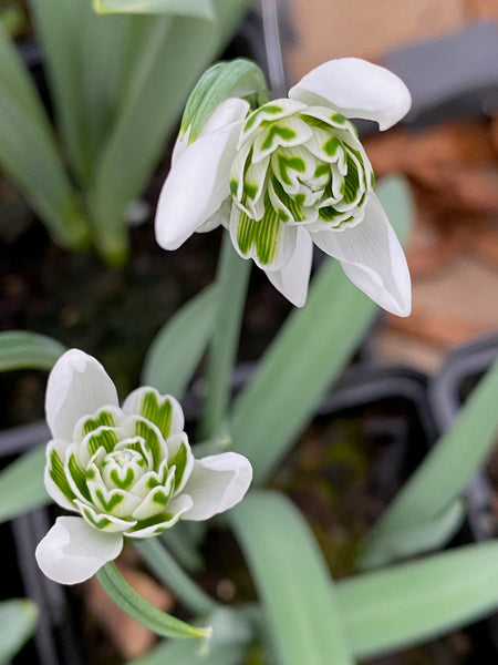 Galanthus ‘Ballerina’