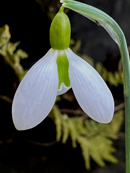 Galanthus ‘Ben Warwick’