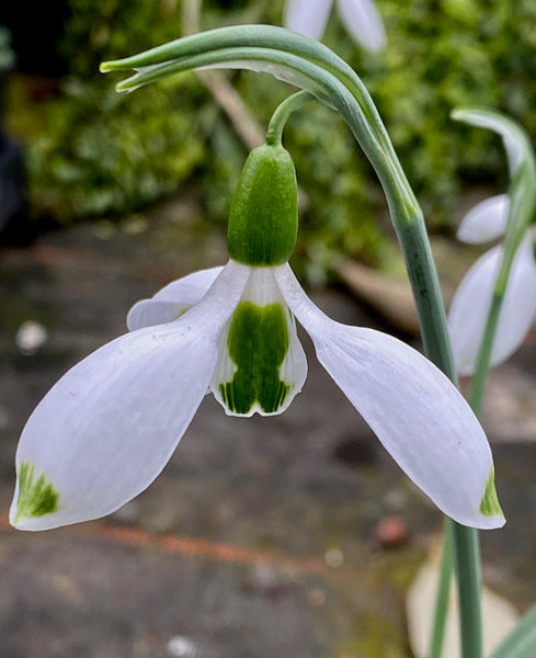 Galanthus ‘Big Bertha’