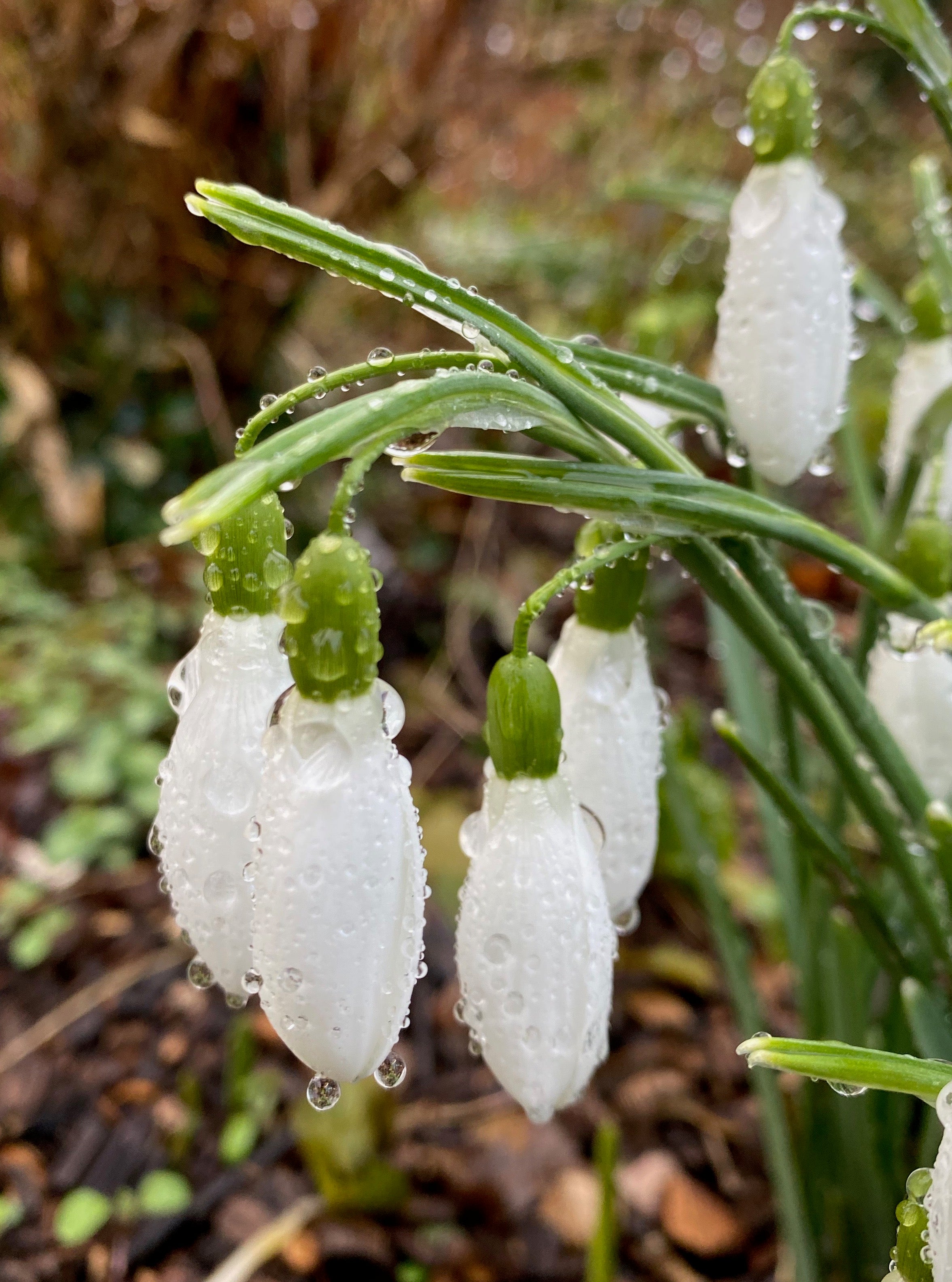 Galanthus ‘Blewbury’