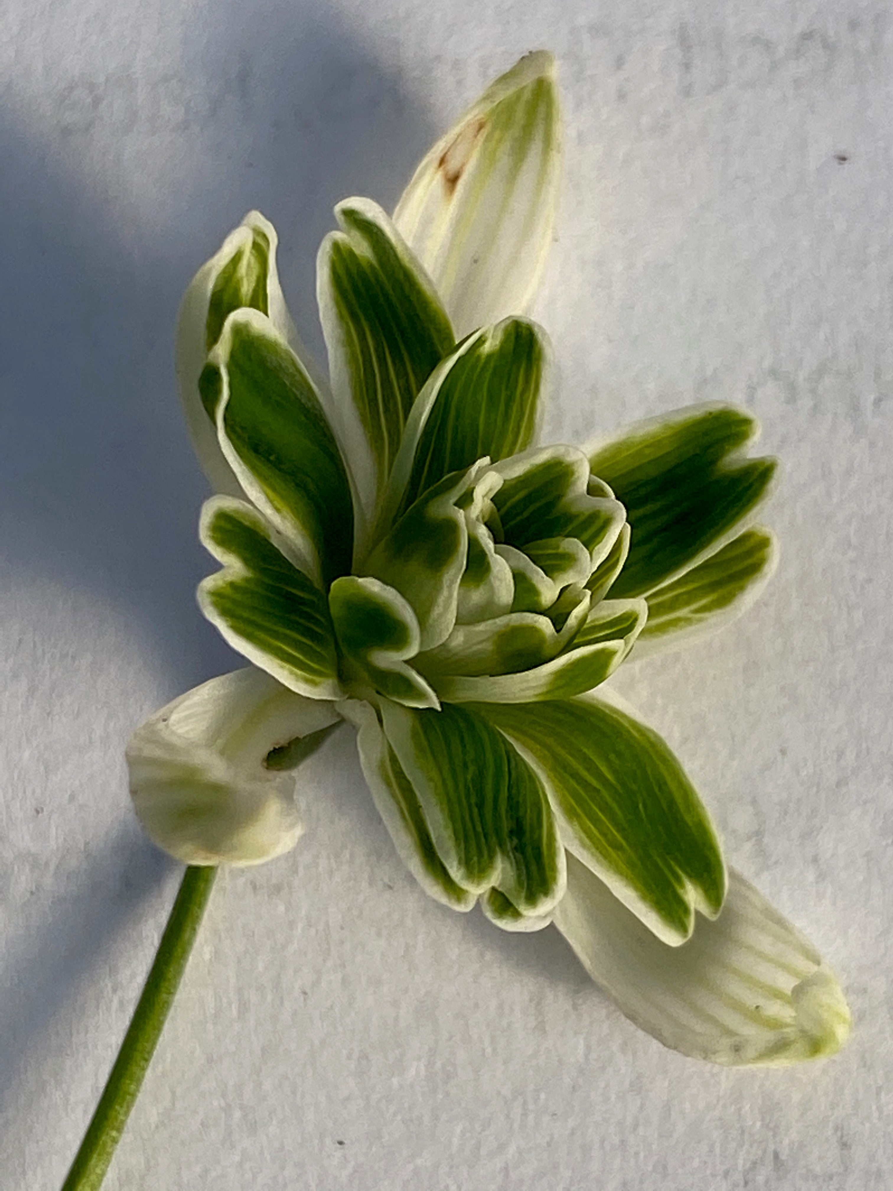 Galanthus nivalis f. pleniflorus ‘Blewbury Tart’