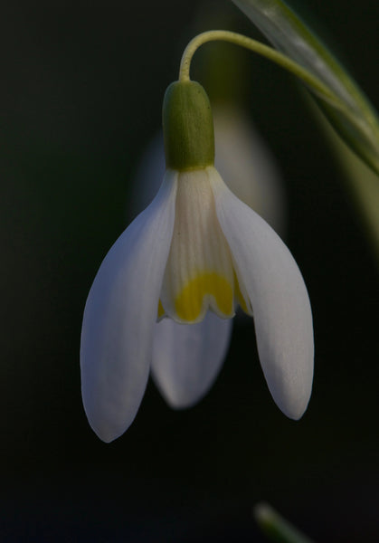 Galanthus ‘Blonde Inge’