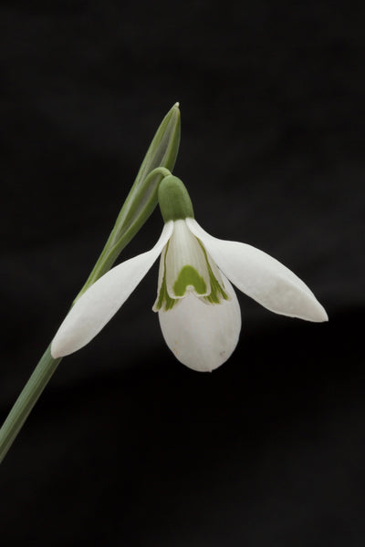 Galanthus regina-olgae ssp. vernalis ‘Boge’