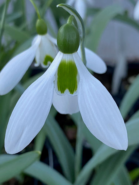 Galanthus ‘Brian Matthew’