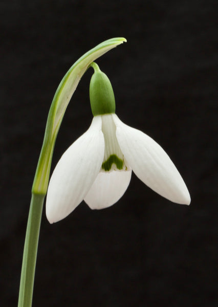 Galanthus ‘Brigadier Mathias’