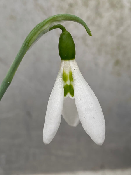 Galanthus ‘Brittan’s Kite’