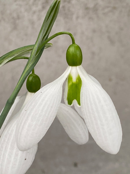 Galanthus ‘Chequers’