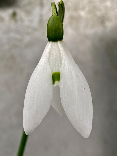 Galanthus ‘Cinderdine’