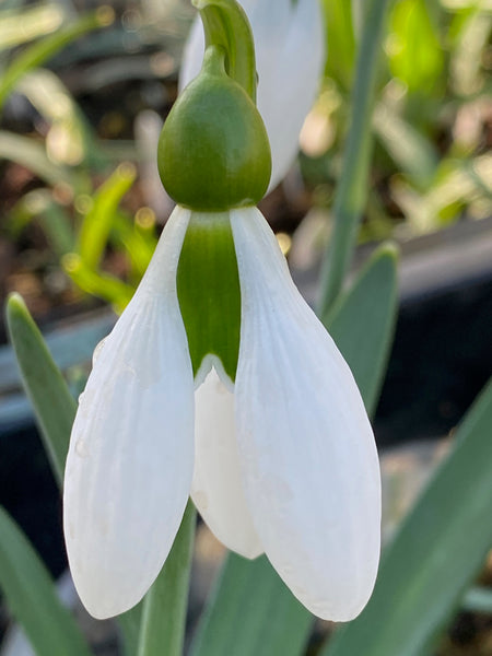 Galanthus ‘Cicely Hall’