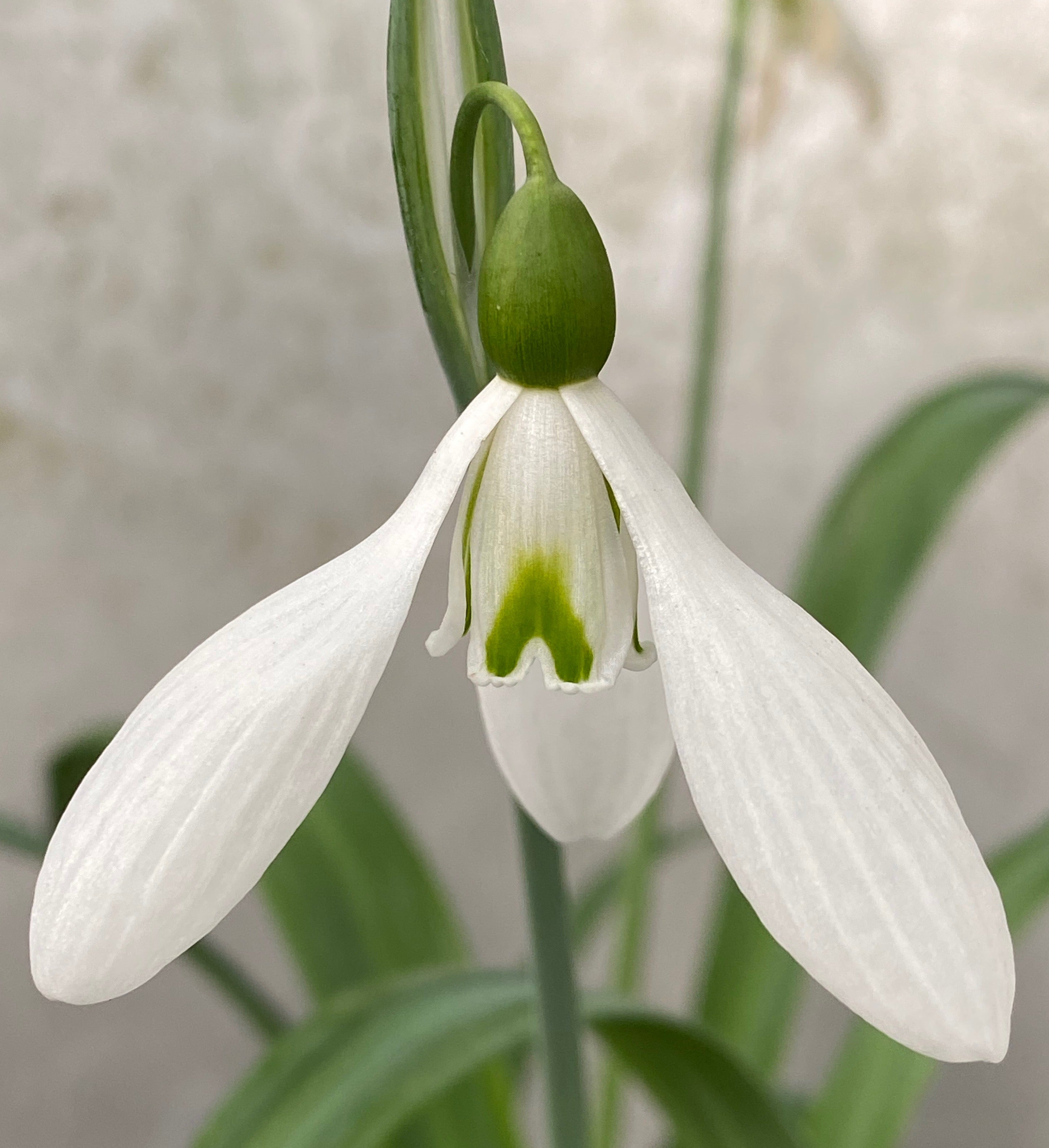 Galanthus ‘Collosus’ – Edulis