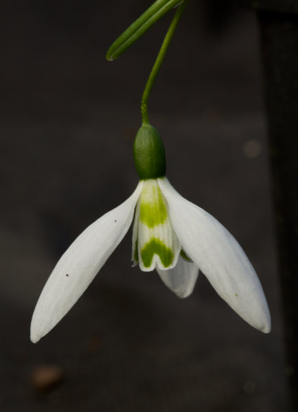 Galanthus ‘Compton Green Eye’