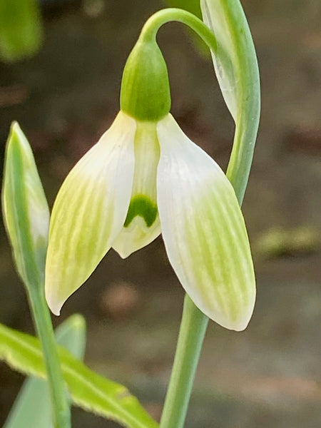 Galanthus ‘Cowhouse Green’