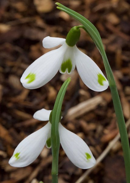 Galanthus ‘David Baker’