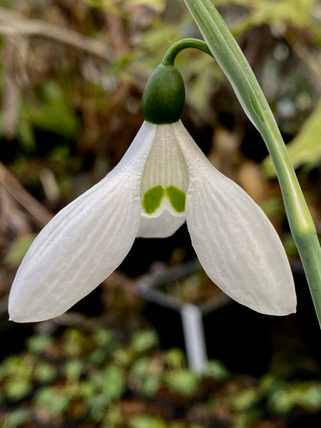 Galanthus ‘Deer Slot’