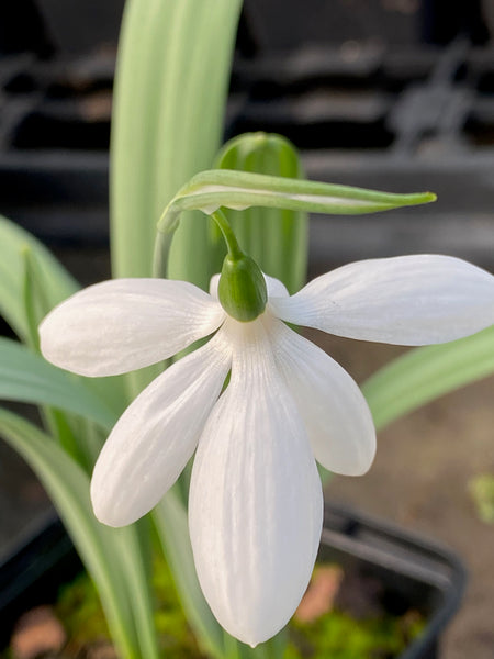 Galanthus ‘Don Armstrong’