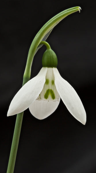 Galanthus elwesii ‘El Bandito’