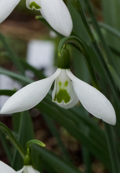 Galanthus ‘Elmley Lovatt’