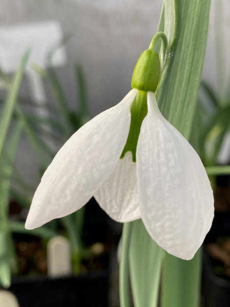 Galanthus ‘Emma Mackenzie’