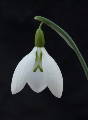 Galanthus ‘Faint Heart’