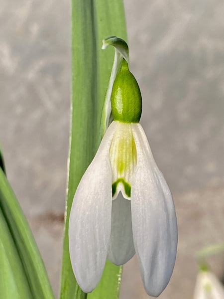Galanthus ‘Fieldgate Prelude’