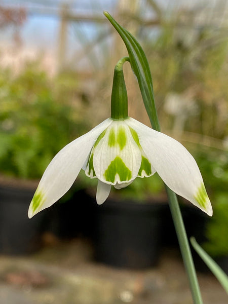 Galanthus ‘Franz Joseph’