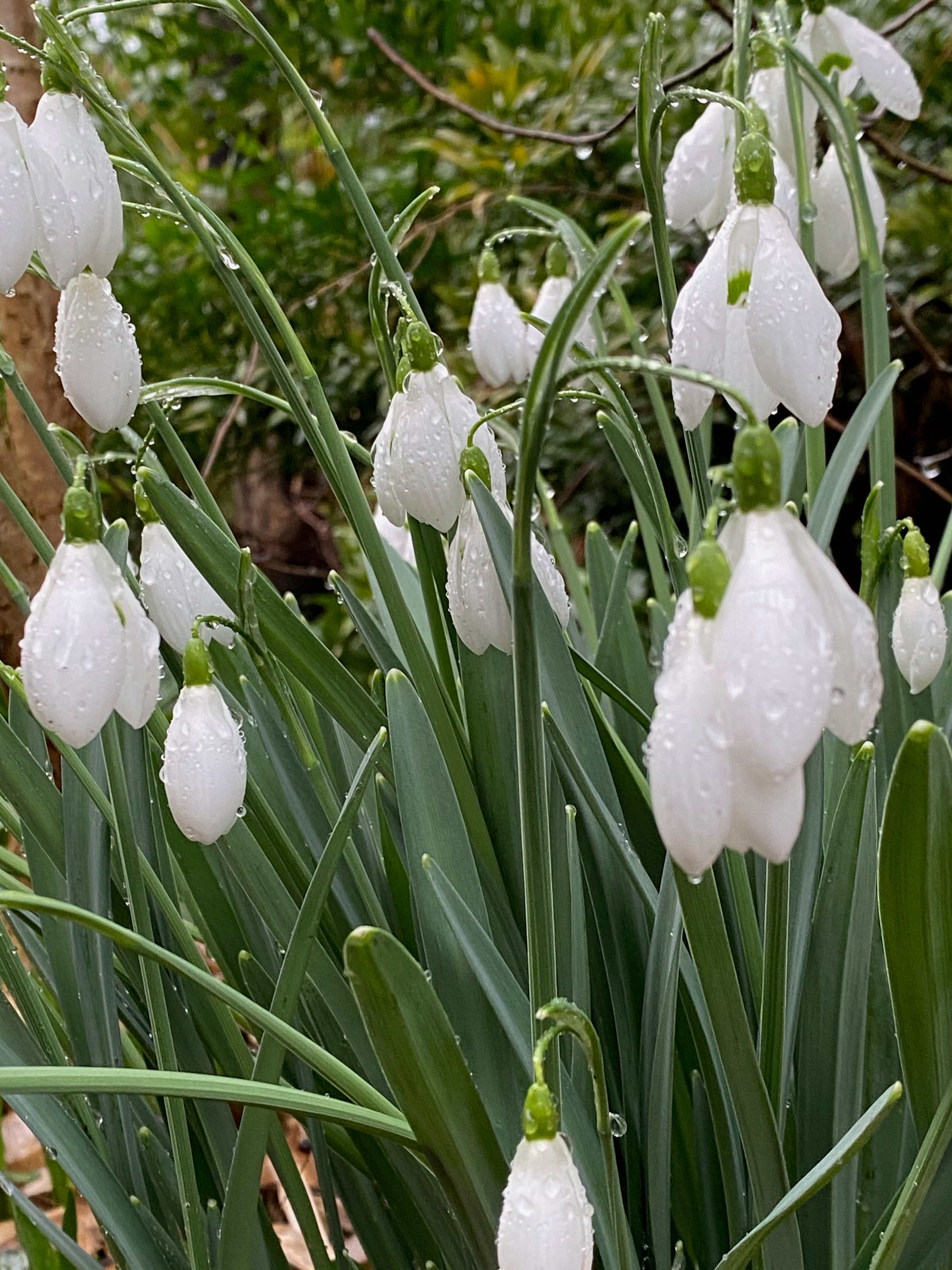 Galanthus ‘Galatea’