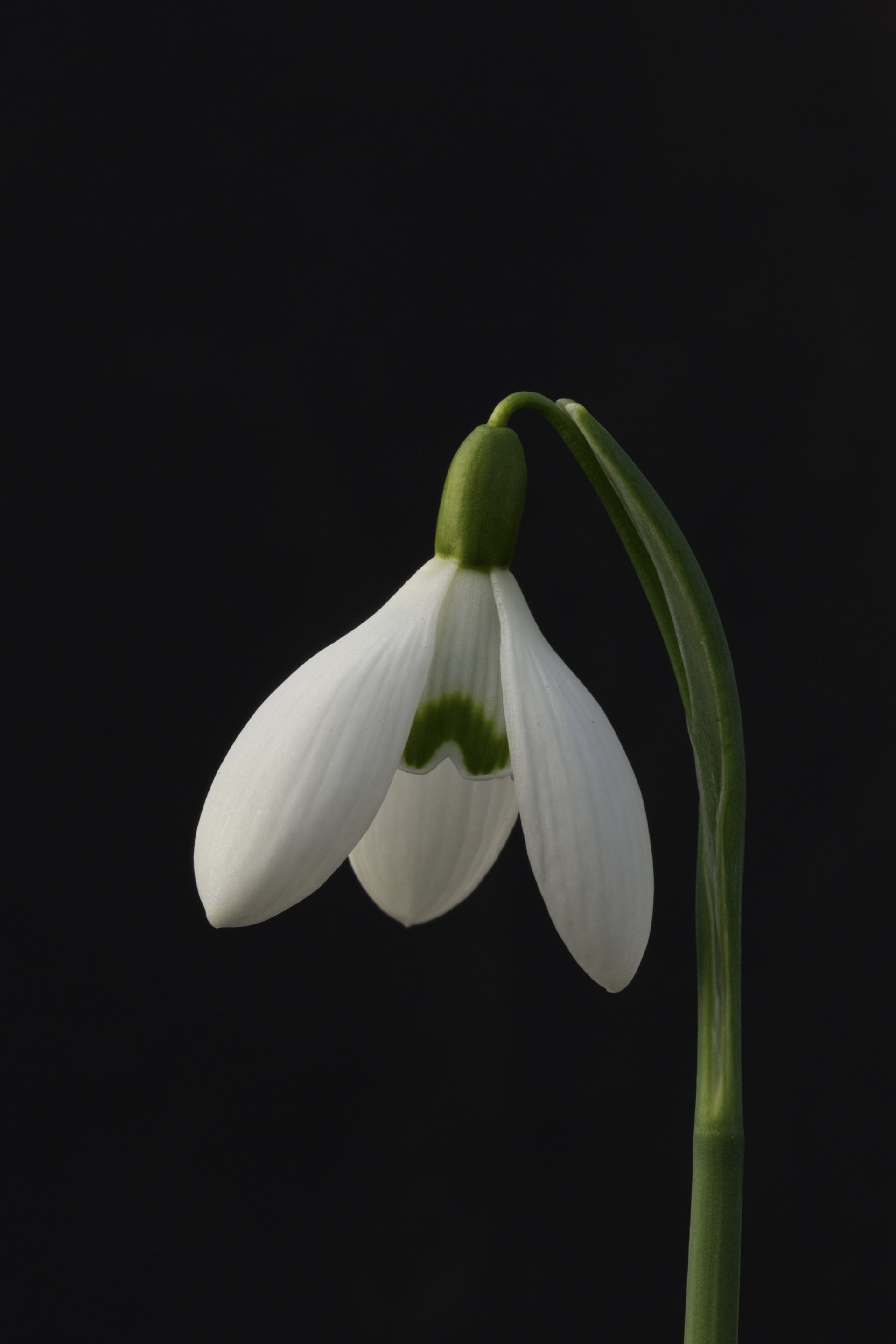 Galanthus ‘Galatea’