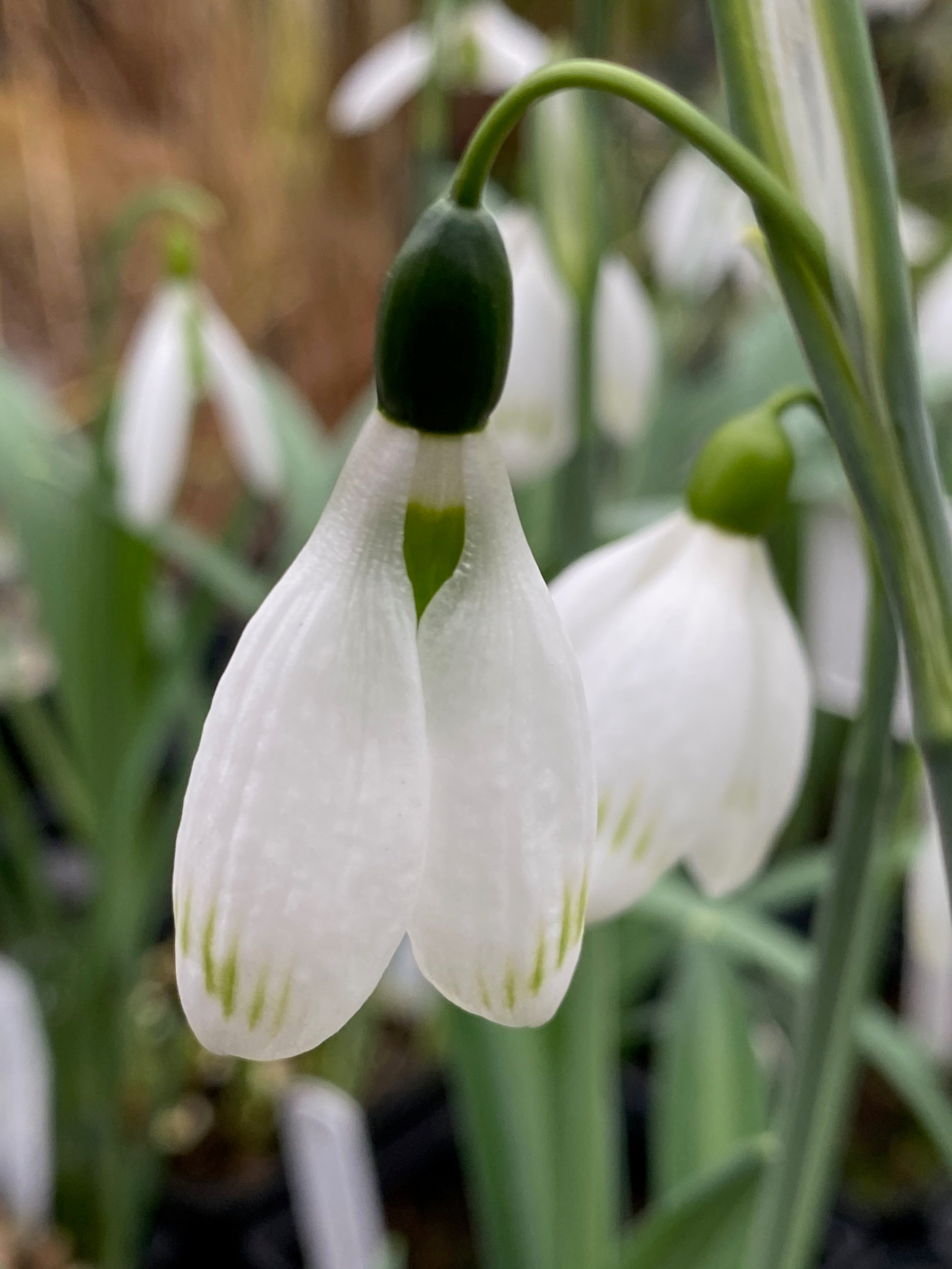 Galanthus ‘Glenchantress’