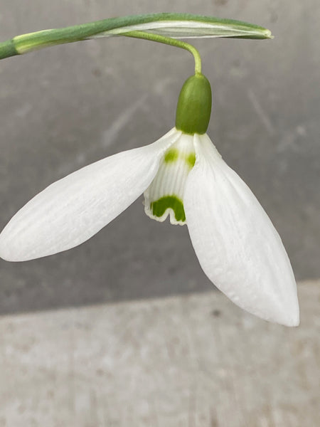Galanthus ‘Hans Guck in Die Luft’